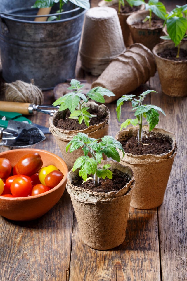 Fruits And Vegetables You Can Regrow From Kitchen Scraps