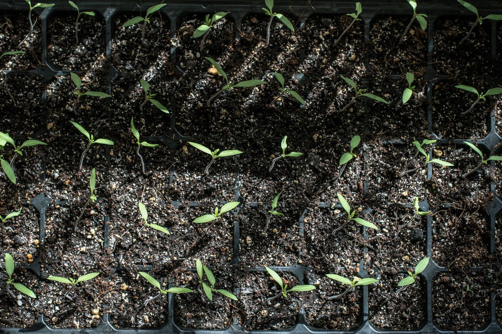 tomato seedlings