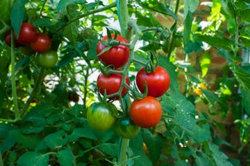 delicious and red tomatoes natural