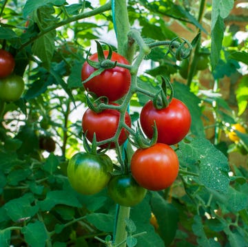 Close-up of tomatoes growing on plant,Ukraine delicious and red tomatoes natural