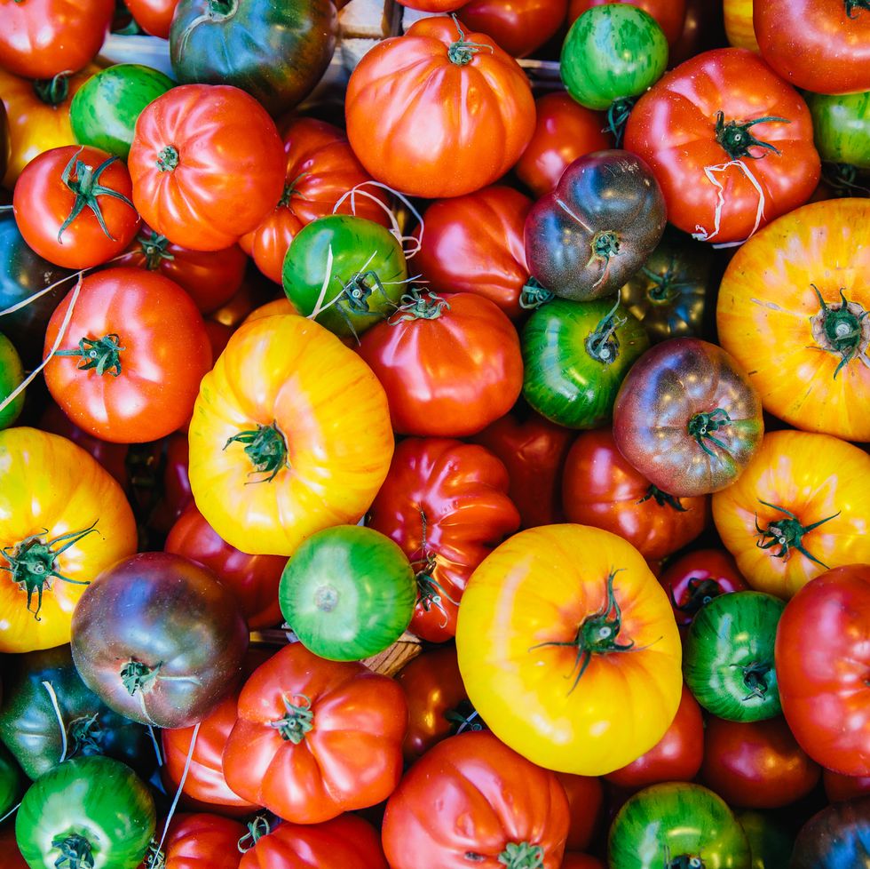 tomatoes, autumn harvest