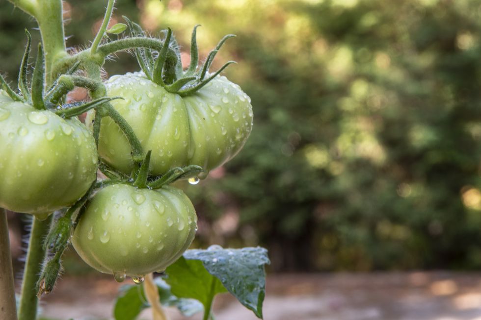 tomatoes in the tomato plant a summery scene