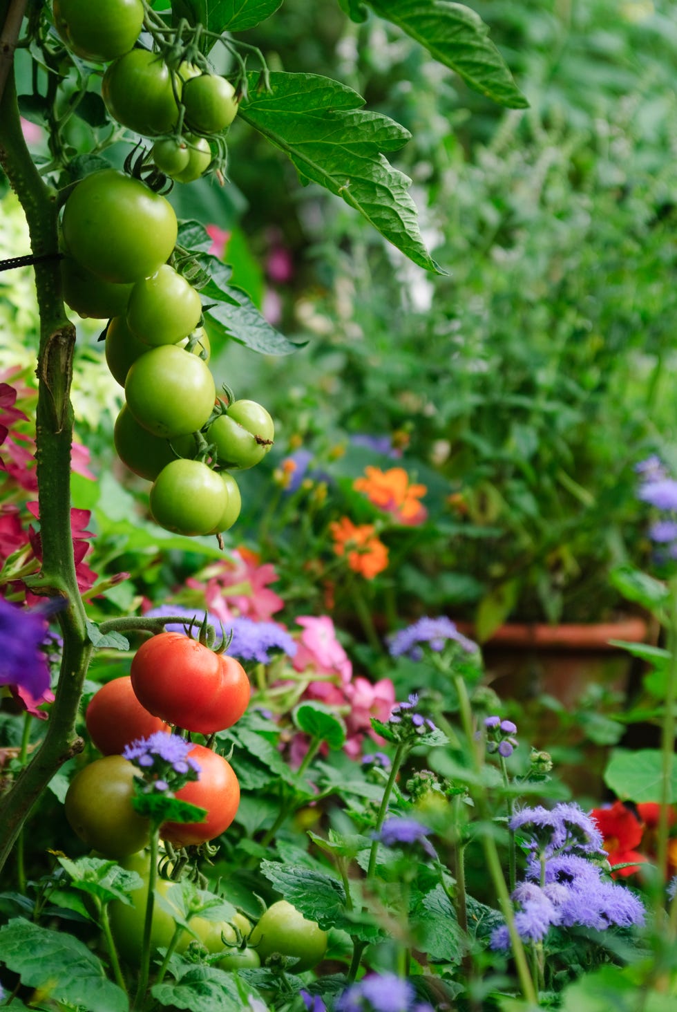 tomatoes and flowers in garden