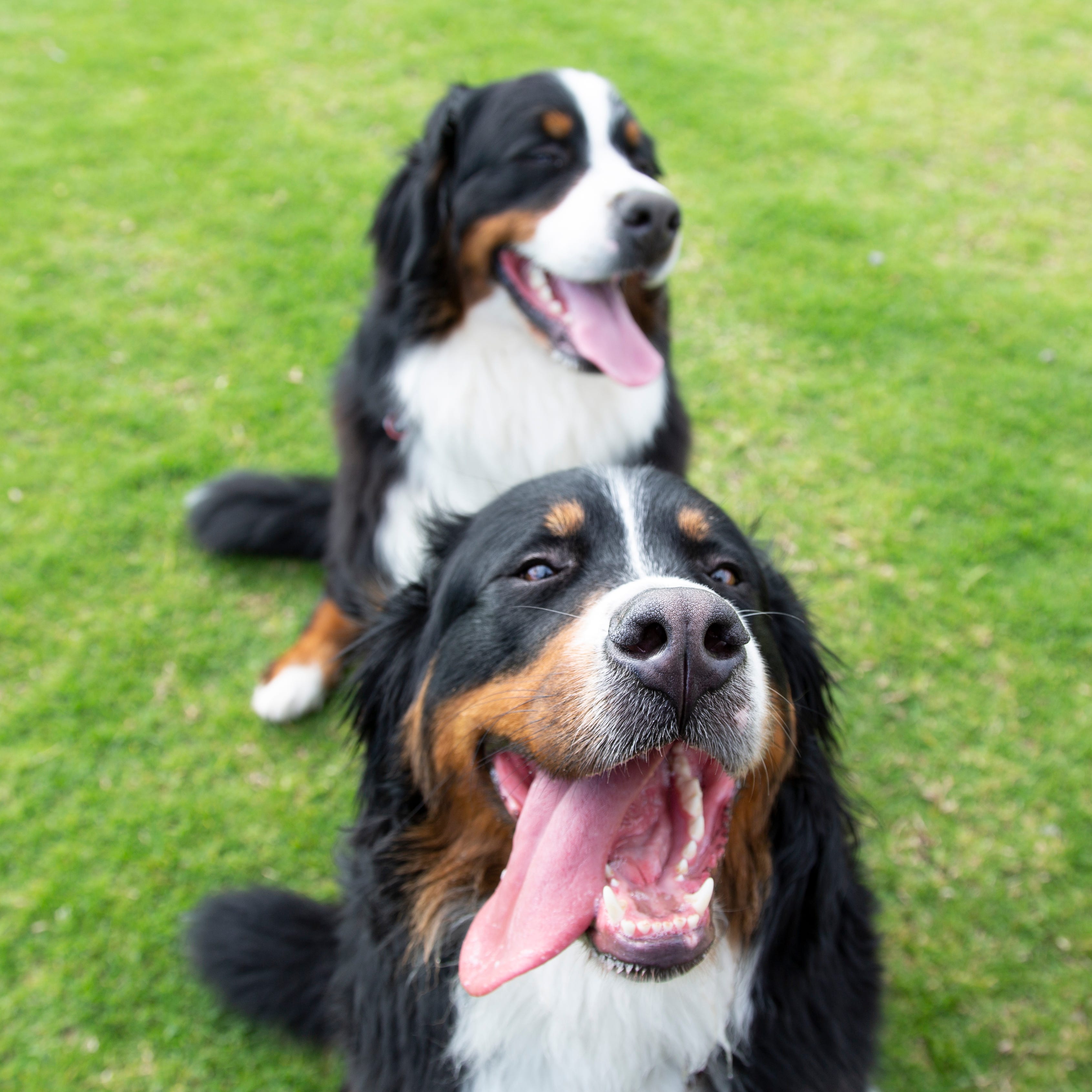 can dogs understand spelling