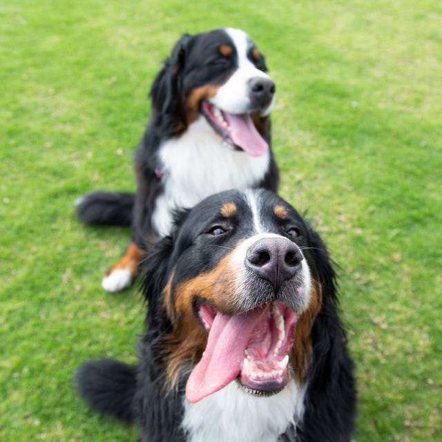 16 words dogs love the most, according to a new study