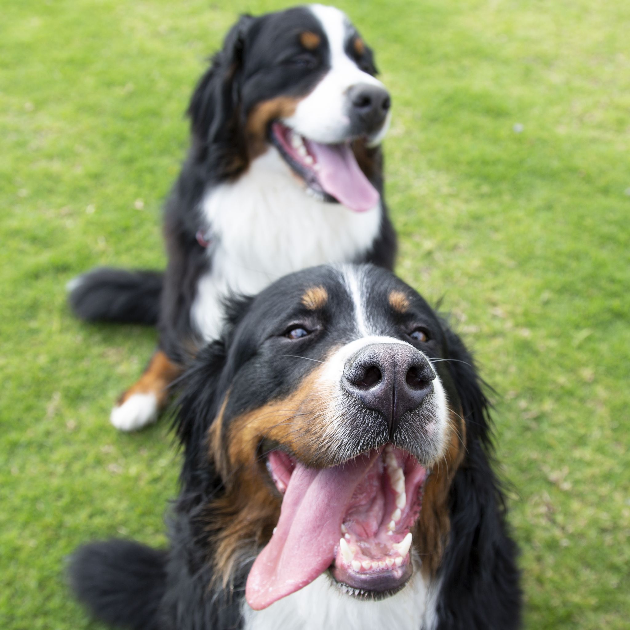 16 words dogs love the most, according to a new study