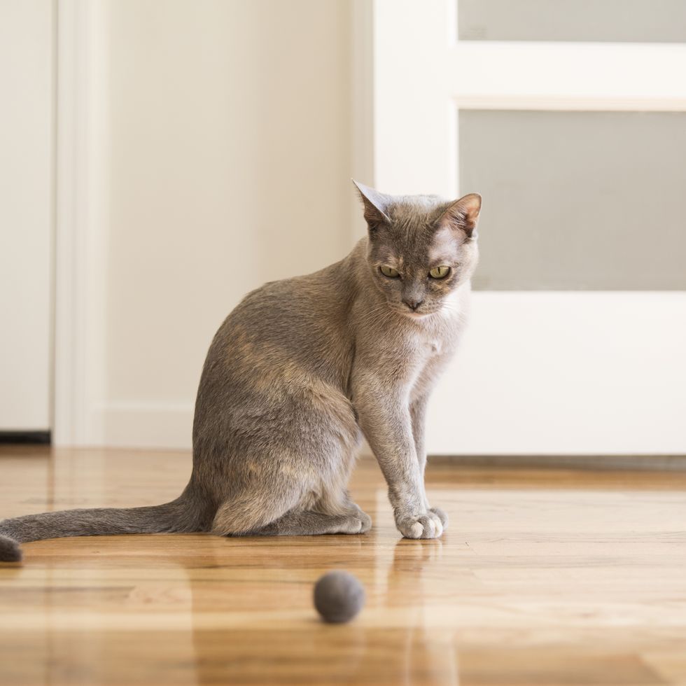 tonkinese cat playing with felt ball