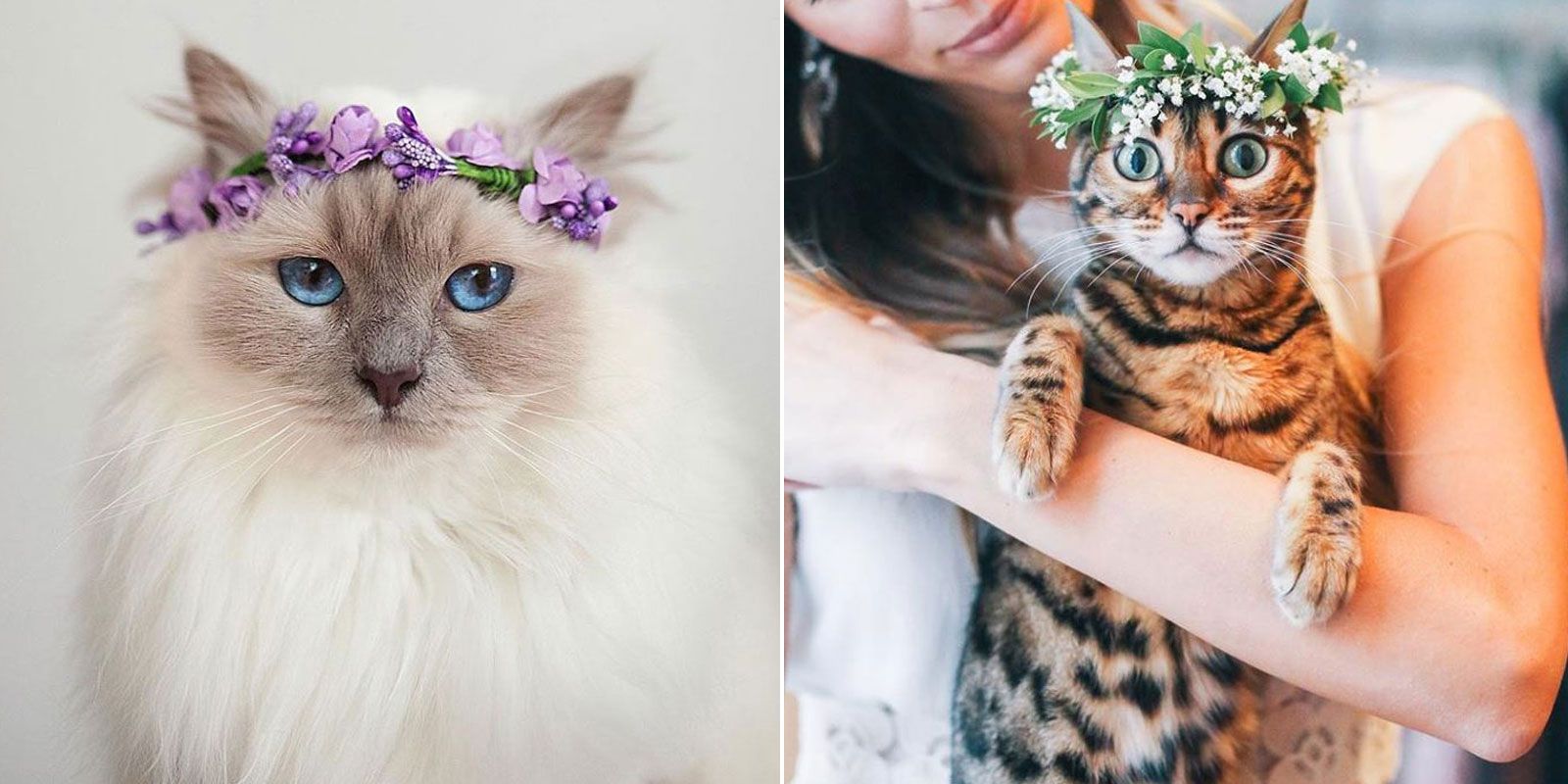 たまらニャい♡ 猫たちのおよばれスタイルBest7【2月22日は猫の