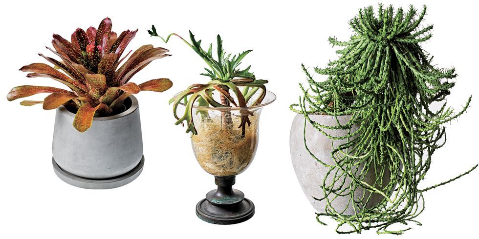 おしゃれな植物が買えるグリーンショップ11軒！｜ELLE DECOR