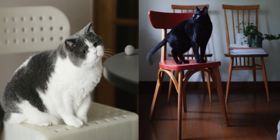 自慢の猫と椅子を披露！ 人気連載「椅子と猫」まとめ