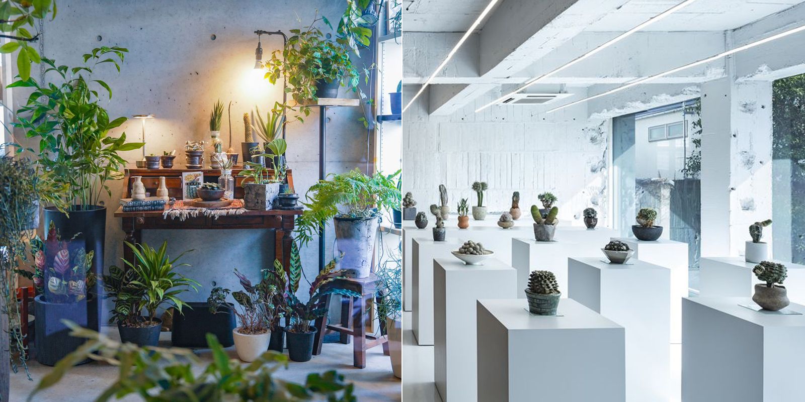 理想の観葉植物が見つかる、東京近郊おすすめグリーンショップ | ELLE DECOR [エル・デコ]