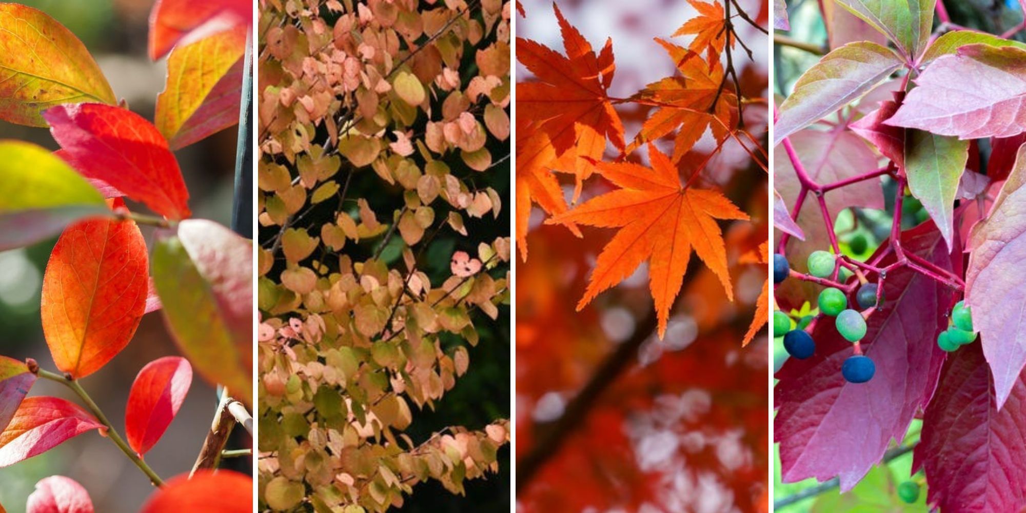 紅葉が楽しめるおすすめ庭木＆植物16選｜家の庭で美しい秋を堪能しよう！