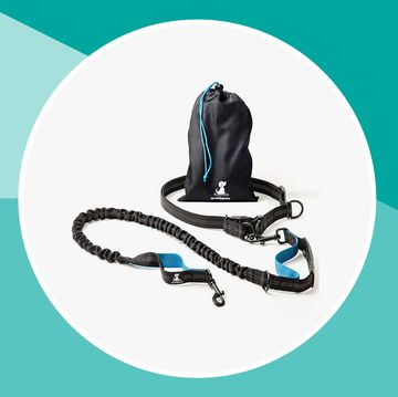 top rated dog harness in 2020