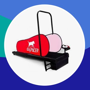 top rated dog treadmills in 2020