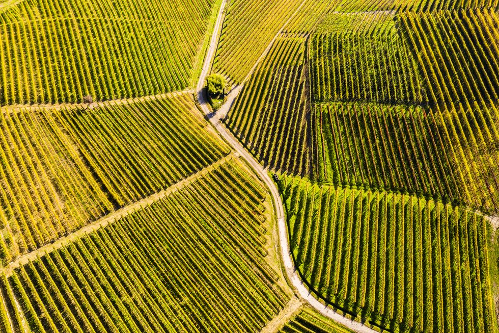 top down high angle view of vineyards, langhe unesco world heritage site