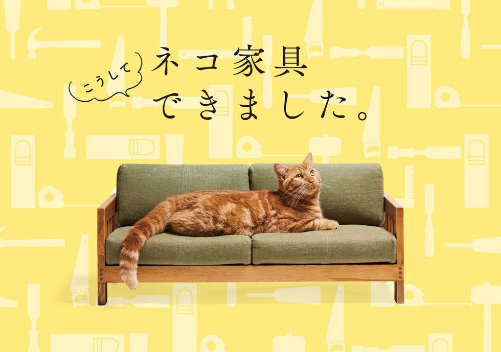 Cat, Text, Font, Felidae, Small to medium-sized cats, Furniture, Whiskers, Asian, Carnivore, Photo caption, 