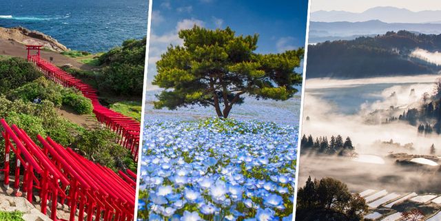Nature, Natural landscape, Landscape, Wildflower, Tree, Coast, Plant, Hill station, Collage, Photography, 