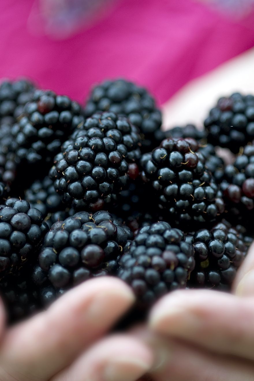 summer foods blackberries
