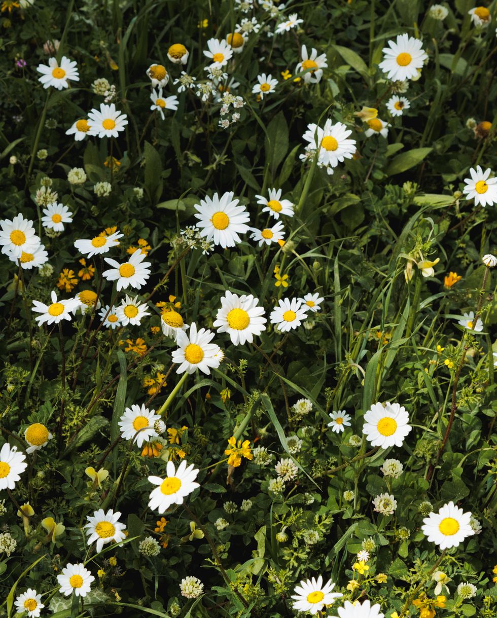 10 Best Wildflower Garden Ideas - How to Grow a Wildflower Garden