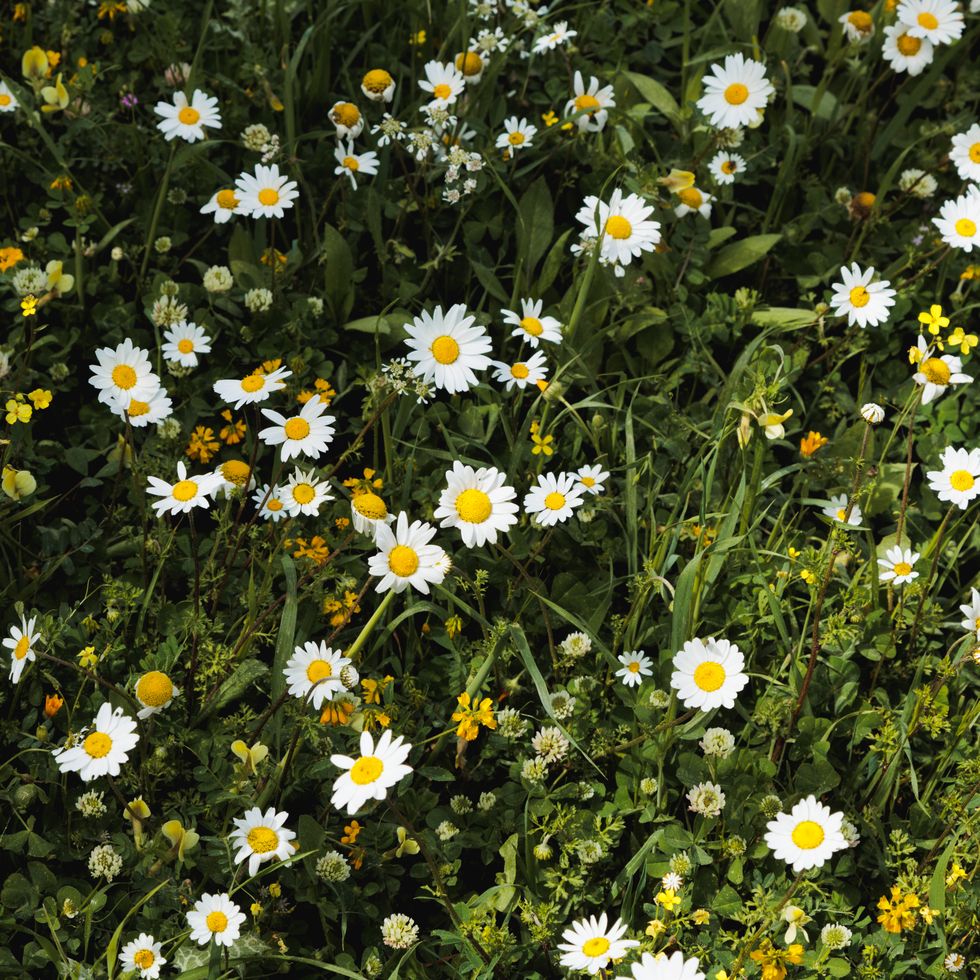 top vie of white wild chamomiles flowers on green meadow
