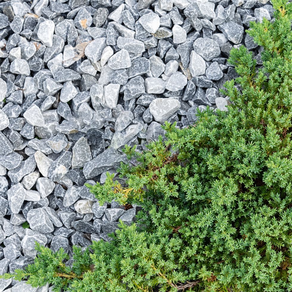 juniper ground cover plant