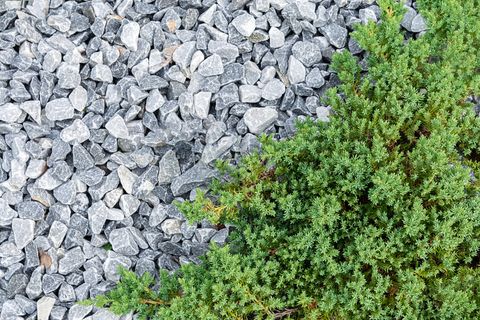 best ground cover for dogs