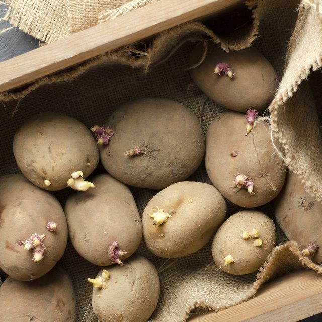 top view of old box with sackcloth and pile of sprouted potatoes in it