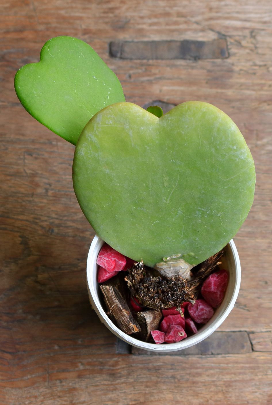 top view of sweetheart plant