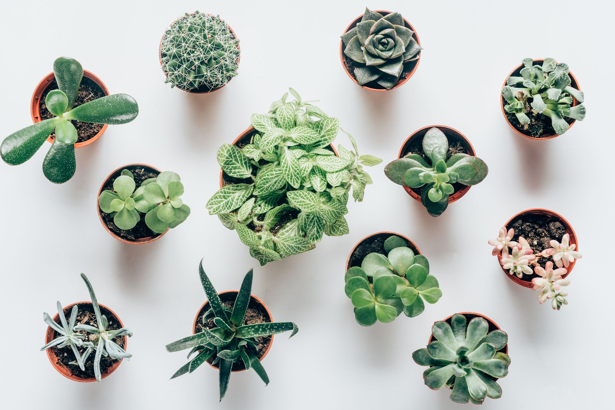 types of succulents