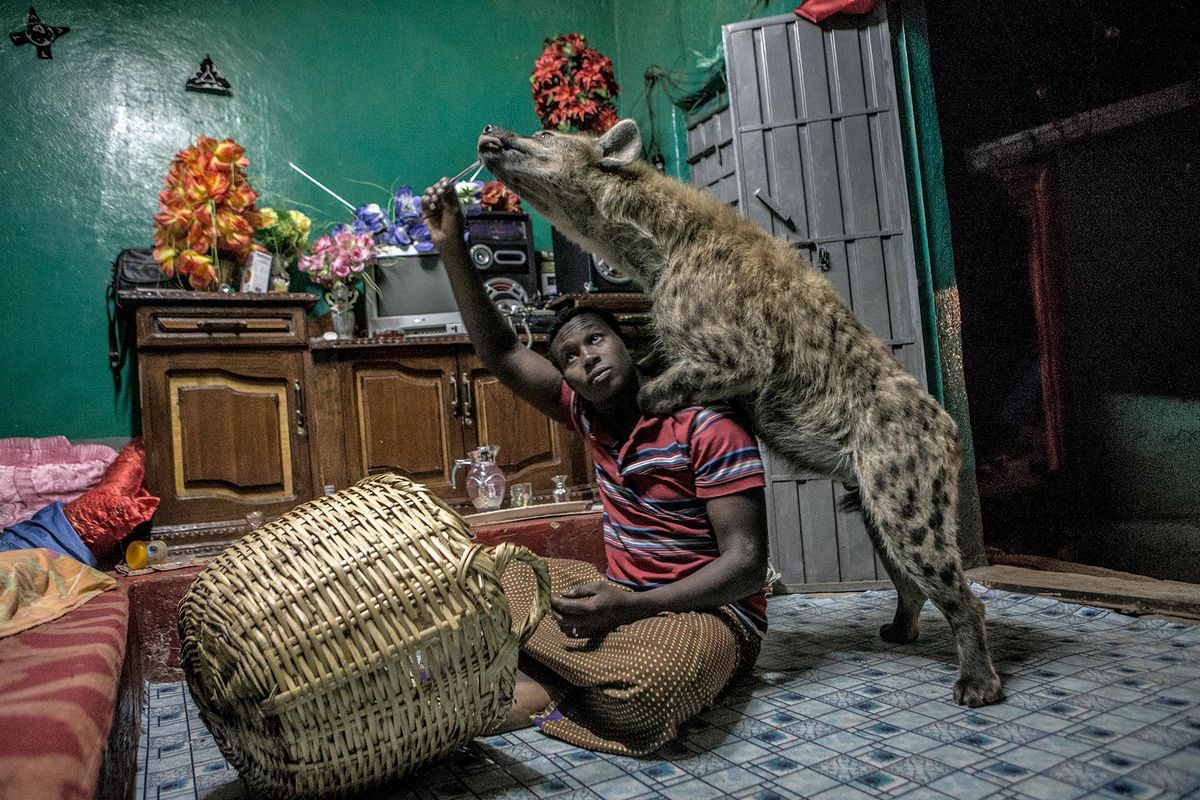 De hyena is een van de meest gevreesde dieren ter wereld maar in dit Ethiopische stadje heeft Abbas  de Hyenaman  de dieren getraind zodat hij ze kan voeren  in zijn eigen huis en uit de hand