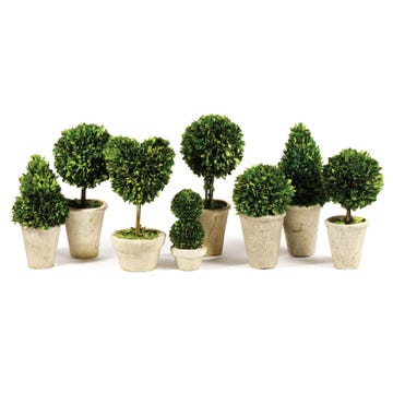 series of small topiaries in pots series of small topiaries in pots