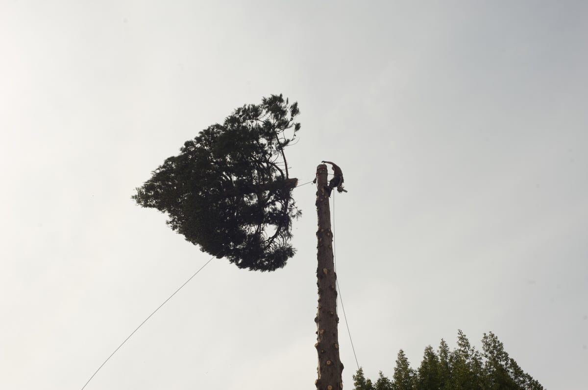 New Jersey homeowner faces jaw-dropping fine after allegedly cutting down  neighbor's trees: 'The fine per tree is $1,000