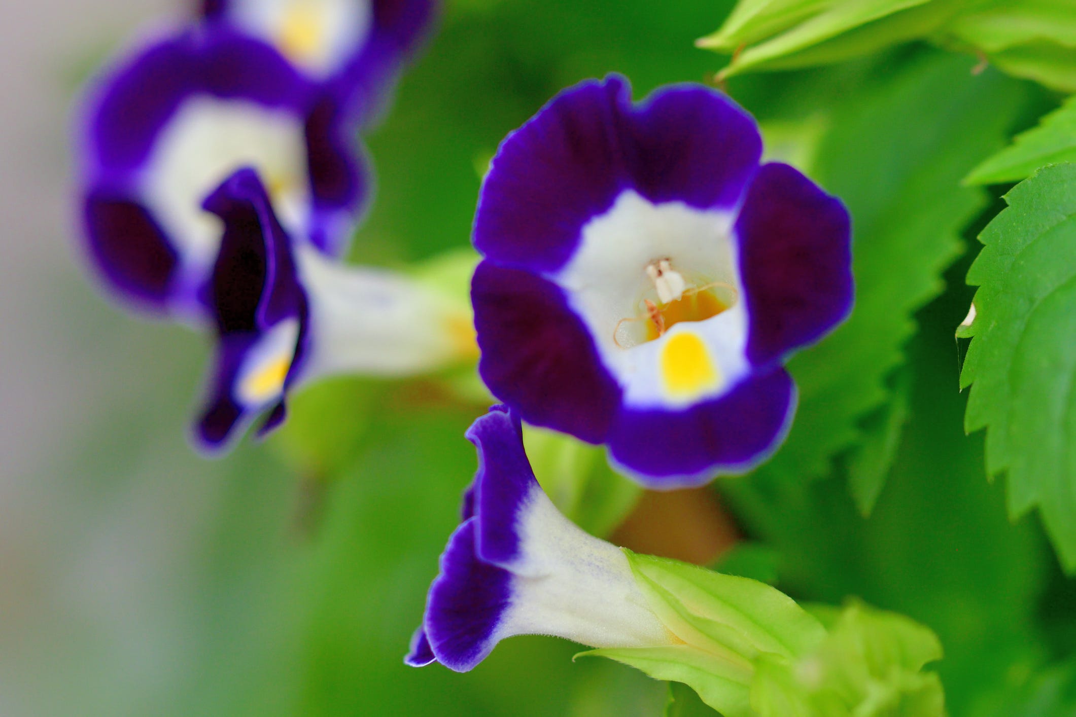 torenia
