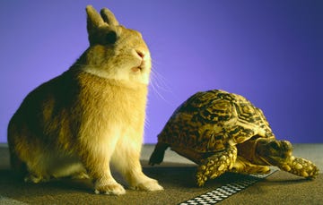 tortoise and hare