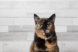 Tortoiseshell Cat - Facts About Tortoiseshell Cats