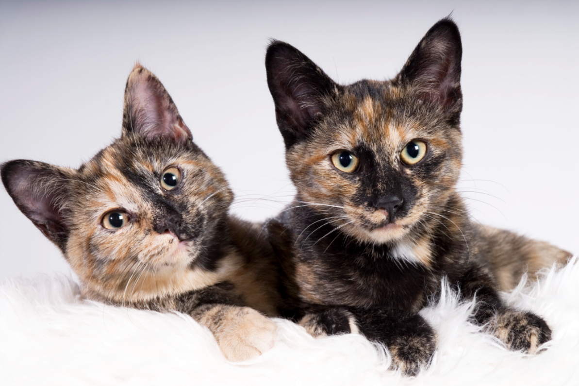 10 Fascinating Facts About Tortoiseshell Cats pic