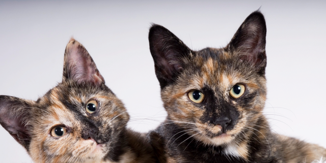 Top 5 Most Insane Cat True Stories - Fetch! Pet Care