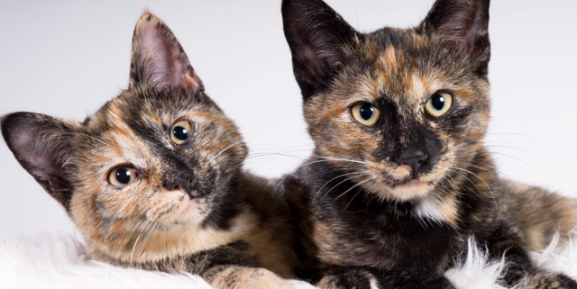 Tortoiseshell Cat - Facts About Tortoiseshell Cats