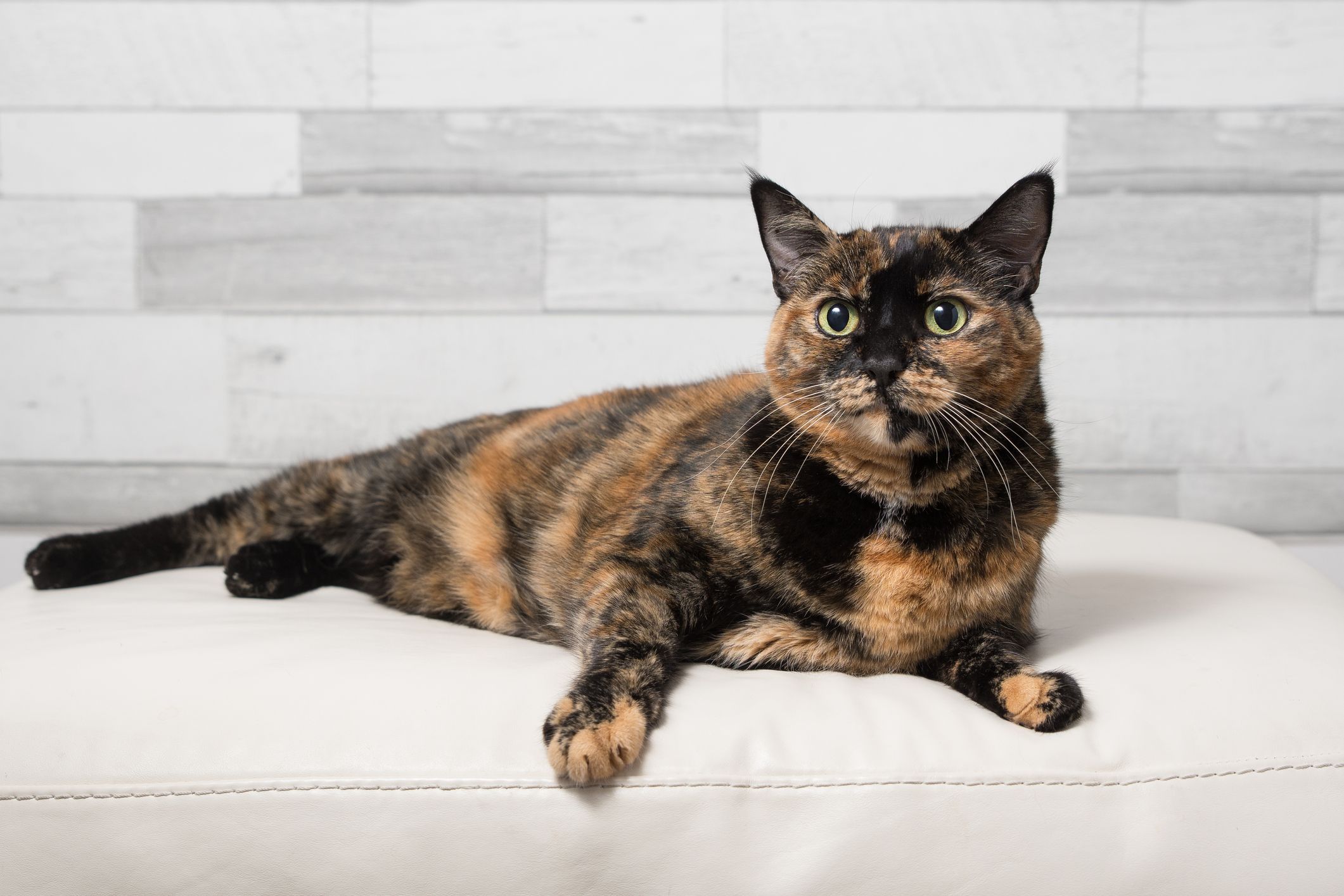 8+ Facts About Tortoiseshell Cats [Personality, History, Health