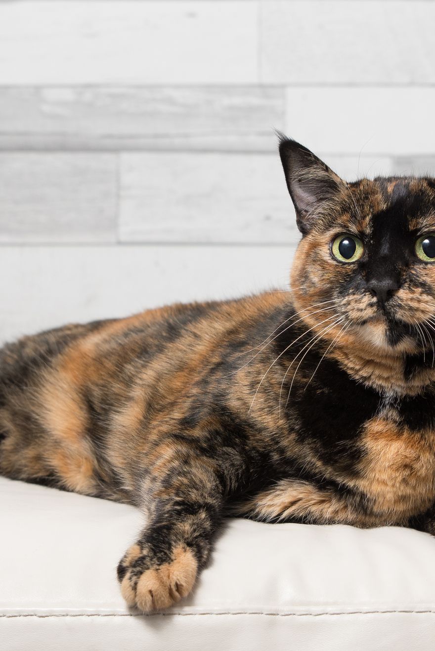 10 Fascinating Facts About Tortoiseshell Cats - Tortoiseshell Cat