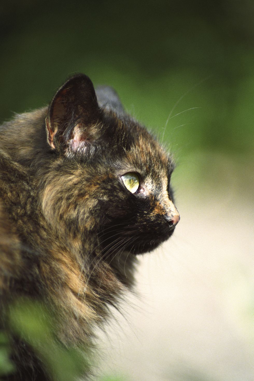 10 Fascinating Facts About Tortoiseshell Cats - Tortoiseshell Cat  Information
