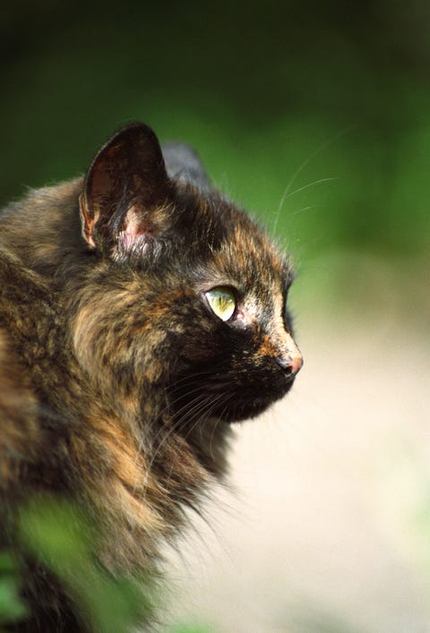 10 Fascinating Facts About Tortoiseshell Cats Tortoiseshell Cat