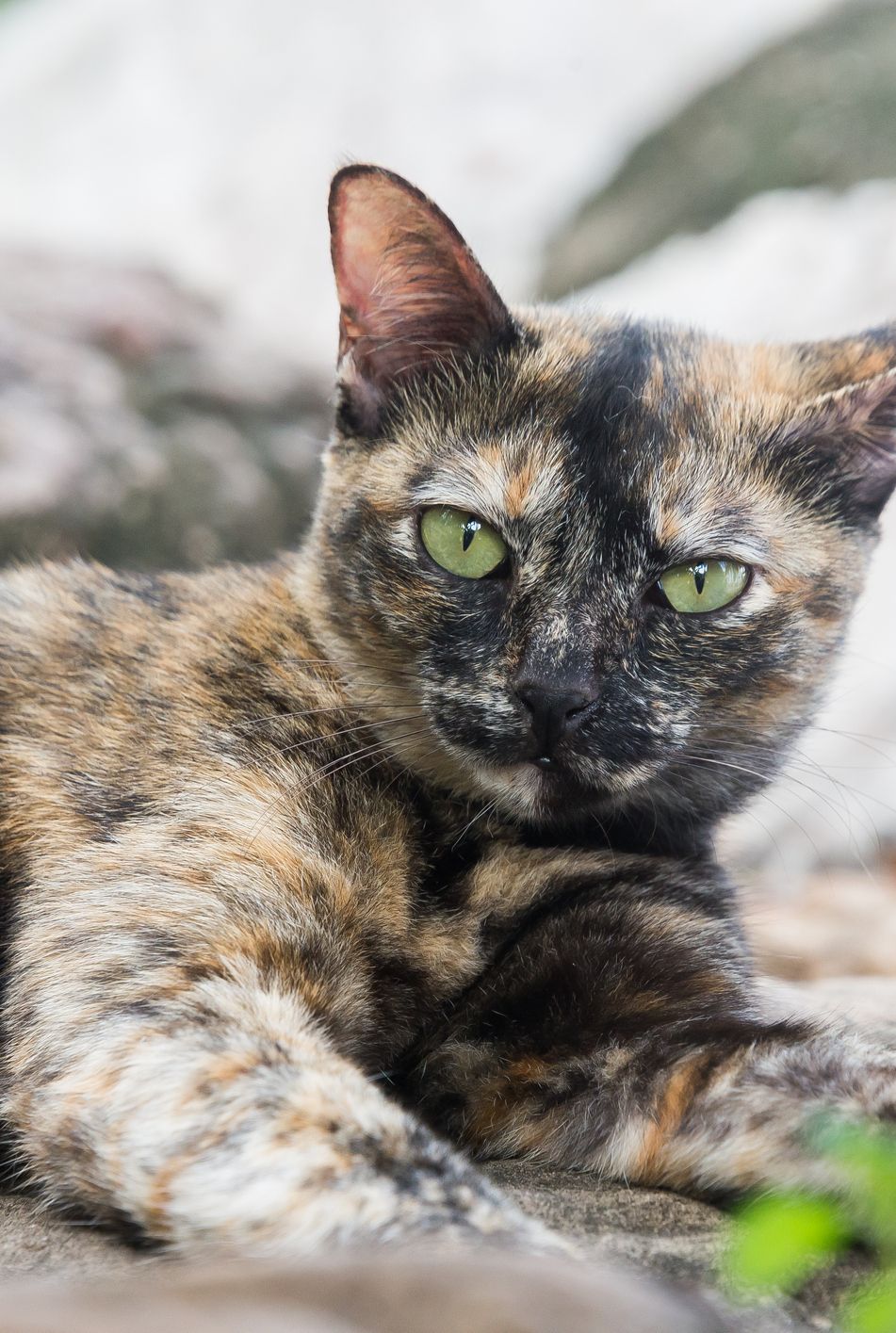 Tortoiseshell Cat Facts Material Used for Sunglasses, Jewelry