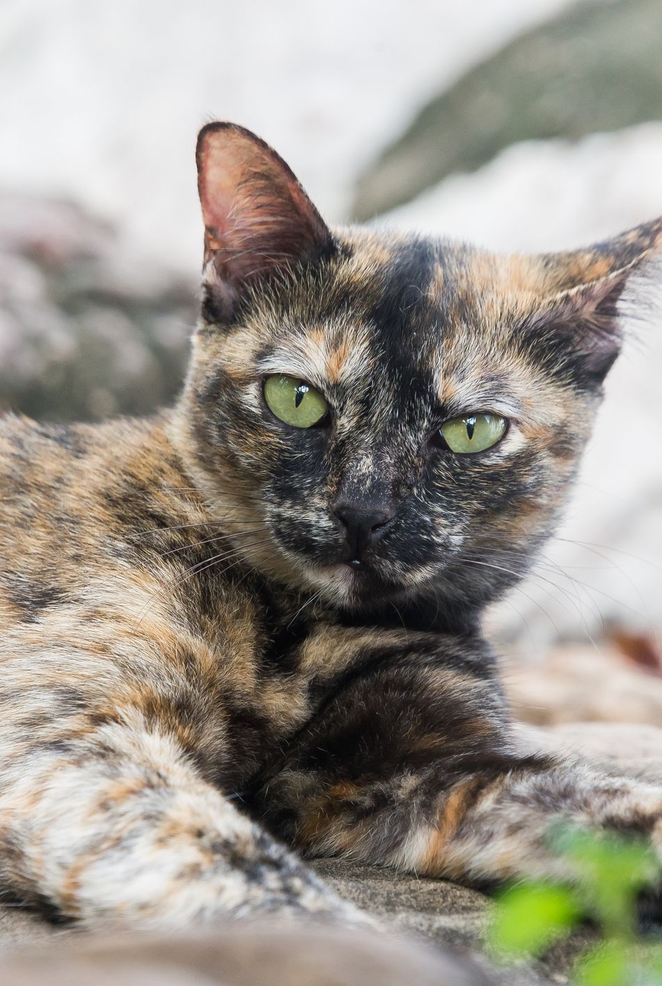 Tortoiseshell Cat Facts Material Used for Sunglasses, Jewelry