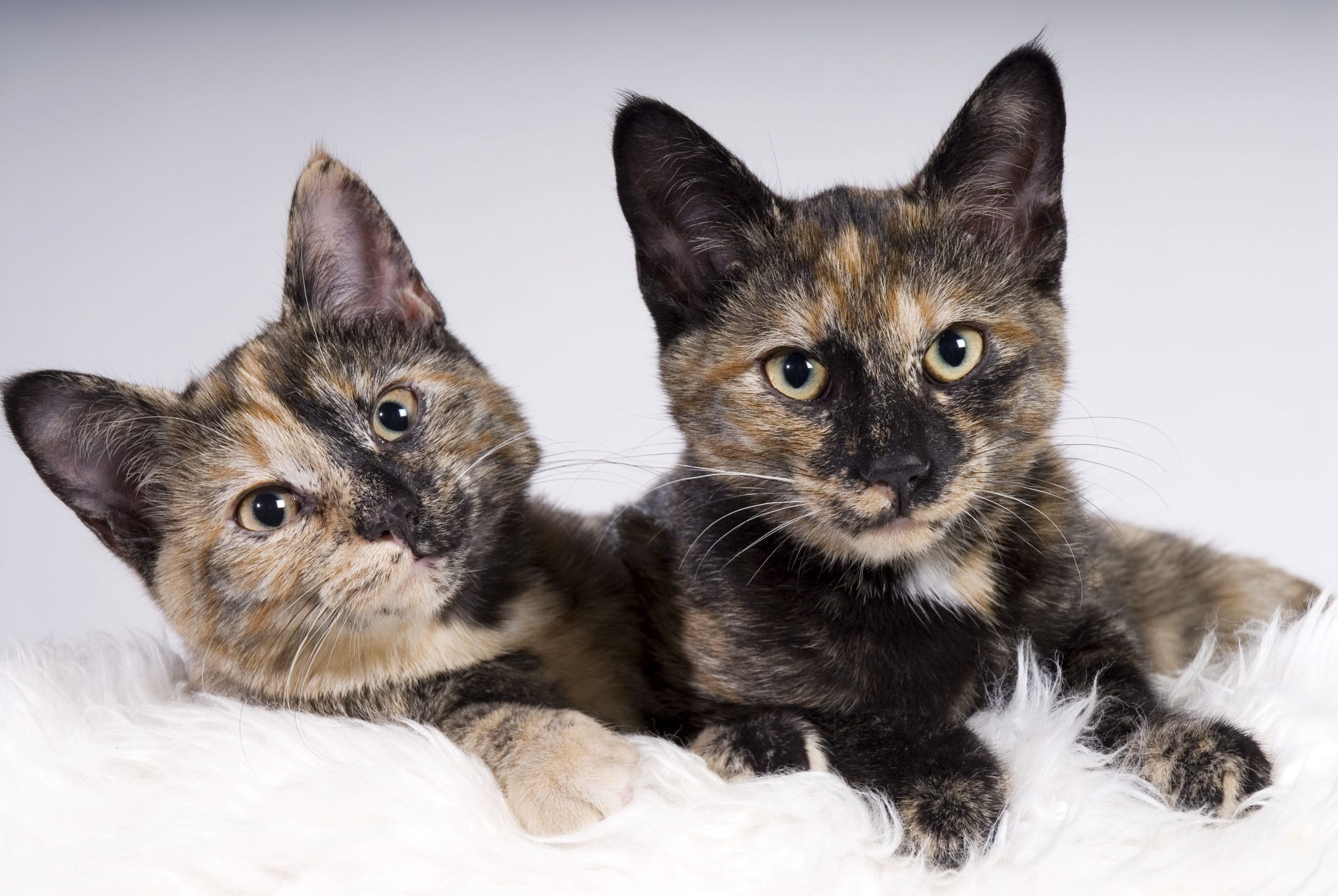 Tortoiseshell Cats - 5 Facts You Need To Know