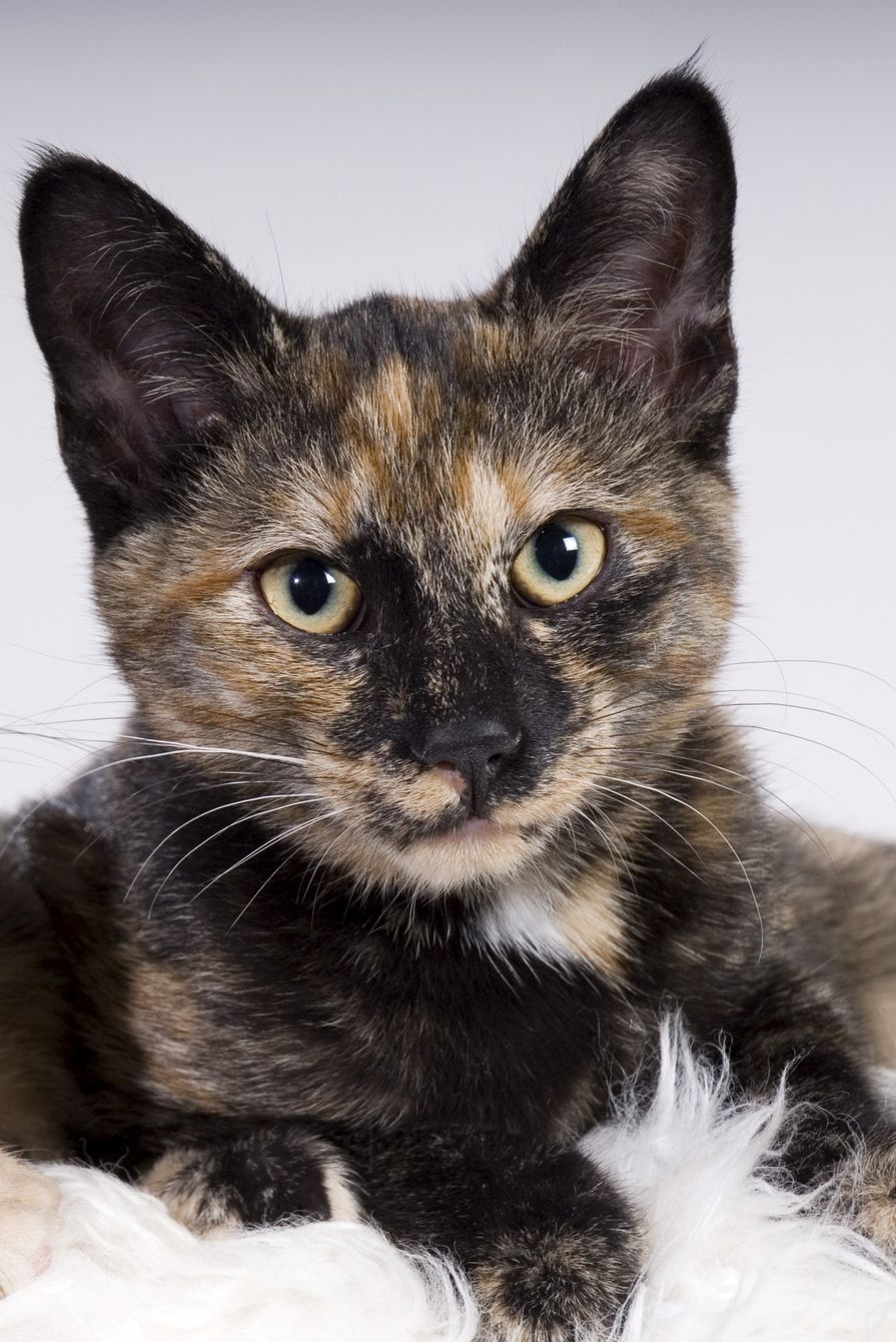 Tortoiseshell Cat Facts Types In Breeds