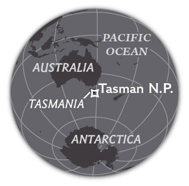 De Totem Pole staat in Tasman National Park Tasmani Australi