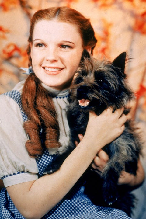 40 Famous Movie Dogs We Wish Were Our Pets 40 Famous Movie Dogs We Wish Were Our Pets