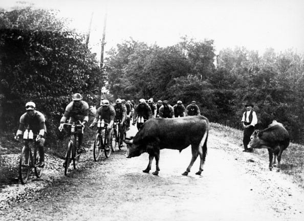 france   july 01  in a tour de france, the cyclists cross a herd of cows on julyn 1st, 1929  photo by keystone francegamma keystone via getty images