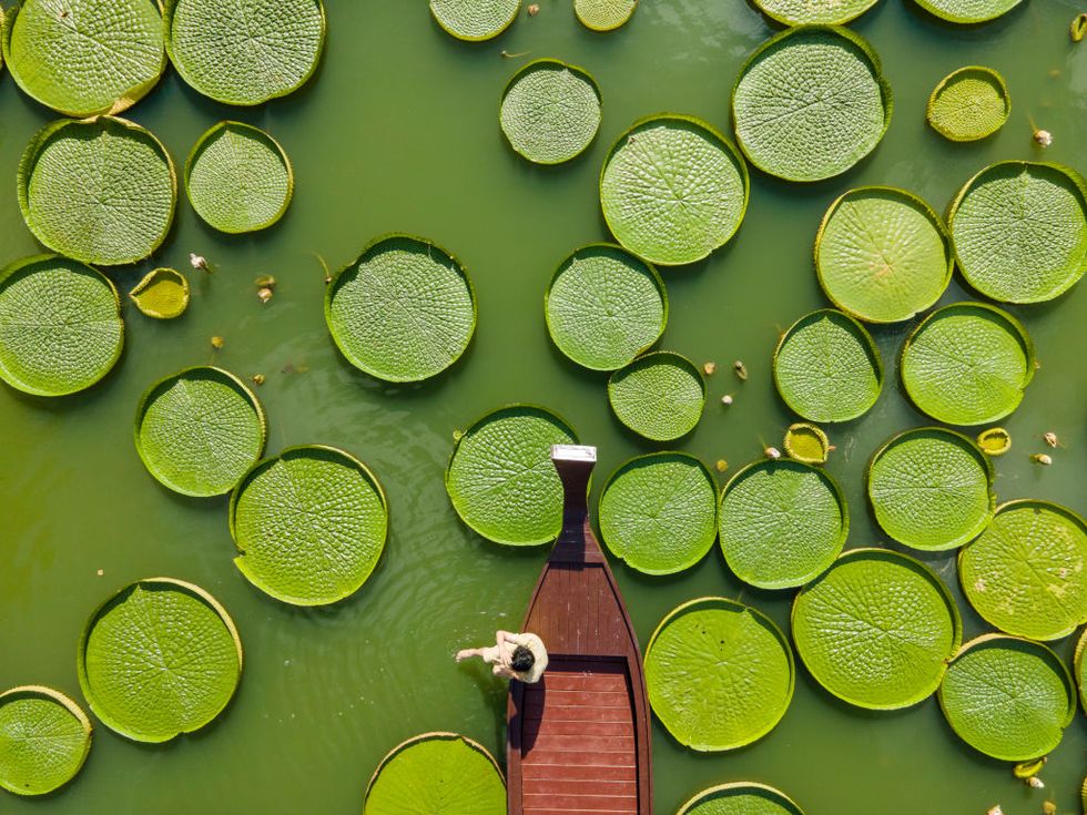 pond filled with giant amazon water lilies and a boat wading through